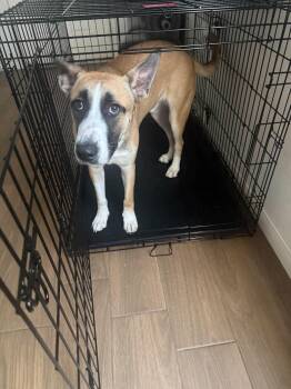 Ranger -  Siberian Husky and German Shepherd Dog Dog for Adoption in Humble, Texas - Ranger | PetCurious