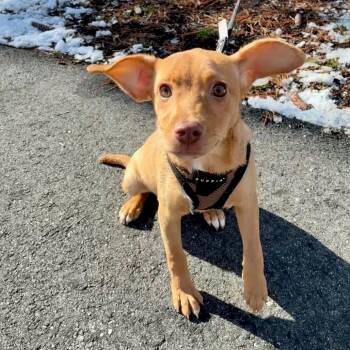 Terrier and Mixed Breed Dogs Available for Adoption - Lady Butterbean | PetCurious