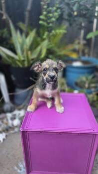 Boysenberry -  Miniature Schnauzer and Border Terrier Dog for Adoption in San Diego, California - Boysenberry | PetCurious
