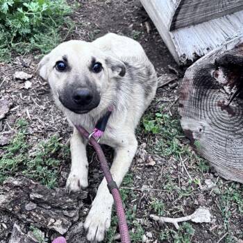 Copper -  Mixed Breed Dog for Adoption in Bismarck, North Dakota - Copper | PetCurious