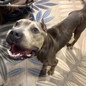 Sara -  Cane Corso Dog for Adoption in Manchester, Pennsylvania - Sara | PetCurious