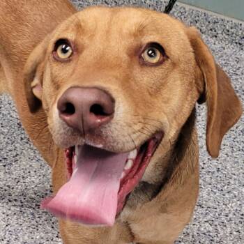 Rescue Mixed Breed Dogs for Adoption in Greenville, South Carolina - Noodle | PetCurious