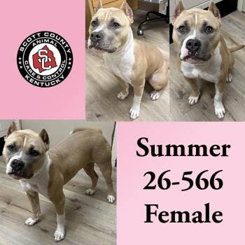 Summer -  Pit Bull Terrier Dog for Adoption in Georgetown, Kentucky - Summer | PetCurious