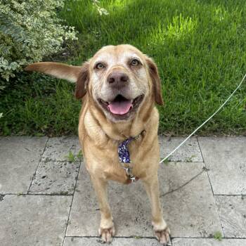 Sandy Cheeks -  Labrador Retriever Dog for Adoption in Houston, Texas - Sandy Cheeks | PetCurious