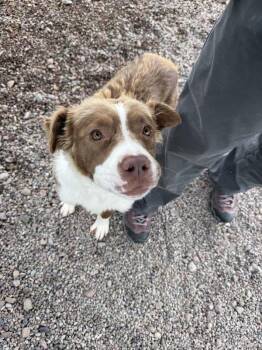 Tilly -  Mixed Breed Dog for Adoption in Black Eagle, Montana - Tilly | PetCurious