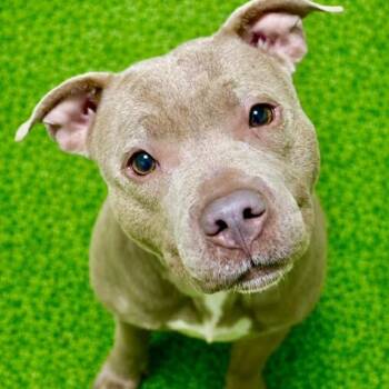 Pit Bull Terrier Dogs Available for Adoption in Battle Creek, Michigan - Sunny | PetCurious