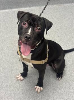 BUBBY -  Pit Bull Terrier and Mixed Breed Dog for Adoption in Indianapolis, Indiana - BUBBY | PetCurious