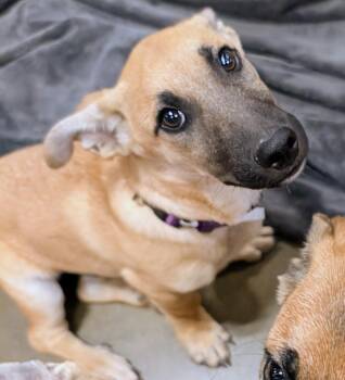 Rescue German Shepherd Dog Dogs for Adoption in Saint David, Arizona - Fleetwood | PetCurious