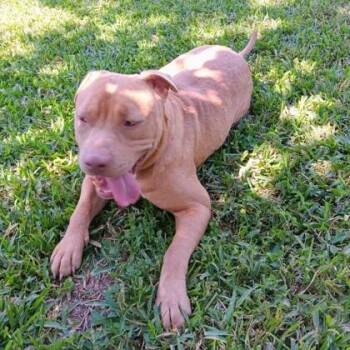 American Staffordshire Terrier and Mixed Breed Dogs Available for Adoption in Houston, Texas - Bubs | PetCurious