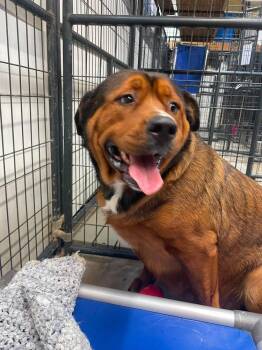 Big Momma -  Great Pyrenees and Mixed Breed Dog for Adoption in Warrenton, Missouri - Big Momma | PetCurious