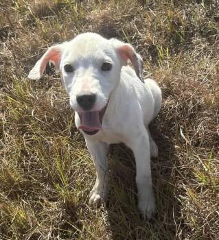 Rescue Mixed Breed Dogs for Adoption in Okemah, Oklahoma - Scout | PetCurious