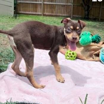 Bestie -  Doberman Pinscher and Mixed Breed Dog for Adoption in Tomah, Wisconsin - Bestie | PetCurious