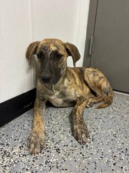 Bodie -  Black Mouth Cur and Mixed Breed Dog for Adoption in Kemp, Texas - Bodie | PetCurious