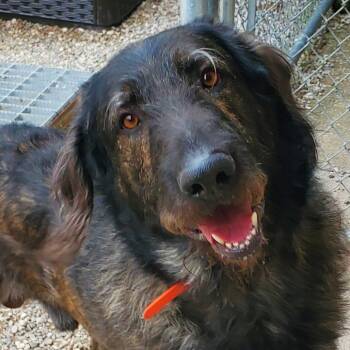 Mixed Breed Dogs Available for Adoption in Fairport, New York - Knox | PetCurious