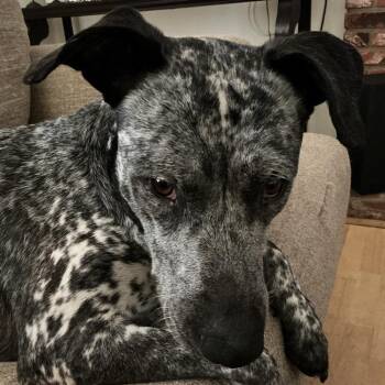 Dixie -  Cattle Dog and Mixed Breed Dog for Adoption in San Diego, California - Dixie | PetCurious