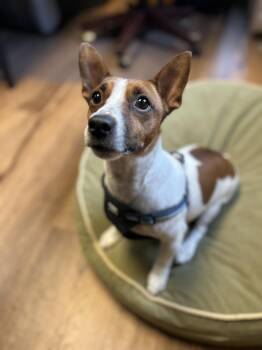 Milo -  Jack Russell Terrier Dog for Adoption in Lancaster, Pennsylvania - Milo | PetCurious