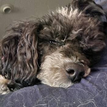 Tink -  Poodle and Bernese Mountain Dog Dog for Adoption in Olathe, Kansas - Tink | PetCurious