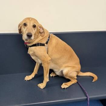 Rylee -  Hound and Labrador Retriever Dog for Adoption in Pittsburgh, Pennsylvania - Rylee | PetCurious