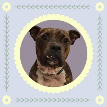 Cupcake -  Staffordshire Bull Terrier Dog for Adoption in Rossville, Georgia - Cupcake | PetCurious