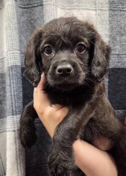 Amelia -  Pug and Cavalier King Charles Spaniel Dog for Adoption in Malvern, Pennsylvania - Amelia | PetCurious