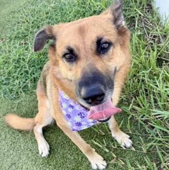 Alexa -  Mixed Breed Dog for Adoption in Largo, Florida - Alexa | PetCurious