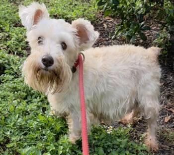 EUDORA -  Schnauzer Dog for Adoption in Fort Lauderdale, Florida - EUDORA | PetCurious