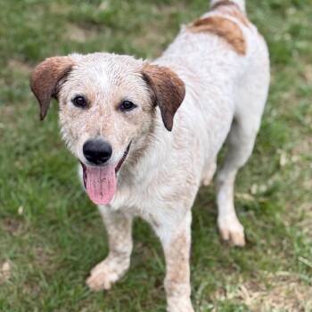 Biscuit - DNA results are in -  Australian Cattle Dog Blue Heeler and Great Pyrenees Dog for Adoption in Amarillo, Texas - Biscuit - DNA Results Are In | PetCurious