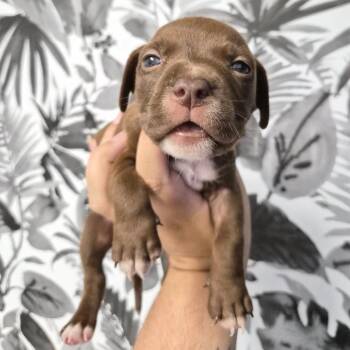 Basset Hound Dogs Available for Adoption in Wahiawa, Hawaii - Roulette | PetCurious