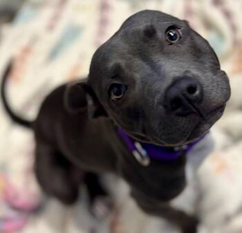 Maya -  Mixed Breed Dog for Adoption in Jackson, Michigan - Maya | PetCurious