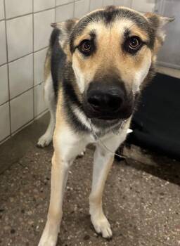 Apollo -  German Shepherd Dog and Mixed Breed Dog for Adoption in Rock Springs, Wyoming - Apollo | PetCurious