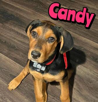 CANDY -  Rottweiler Dog for Adoption in Holbrook, New York - CANDY | PetCurious