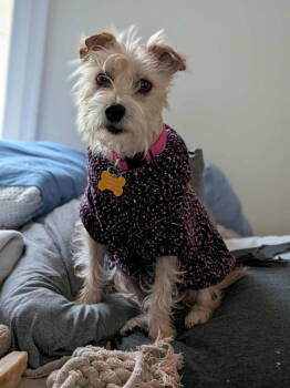 Rescue Yorkshire Terrier Dogs for Adoption in Fairfax, Virginia - Lacy *Adopt Or Foster* | PetCurious
