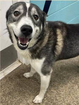 Atticus -  Husky Dog for Adoption in Fort Payne, Alabama - Atticus | PetCurious