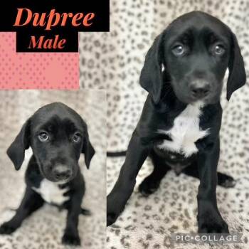Hound Dogs Available for Adoption - Dupree | PetCurious