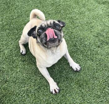 Rescue Pug Dogs for Adoption in Gardena, California - Olive | PetCurious
