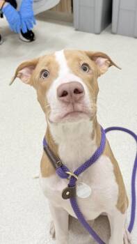 Napoleon -  Pit Bull Terrier and Mixed Breed Dog for Adoption in Honolulu, Hawaii - Napoleon | PetCurious
