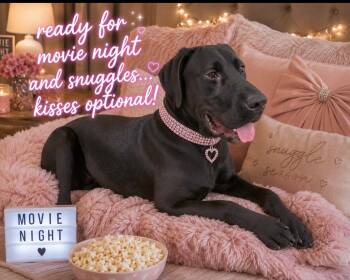 Zelda -  Great Dane and Labrador Retriever Dog for Adoption in Leesburg, Alabama - Zelda | PetCurious