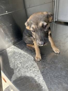 Rescue German Shepherd Dog and Mixed Breed Dogs for Adoption in Fort Worth, Texas - Tasha | PetCurious