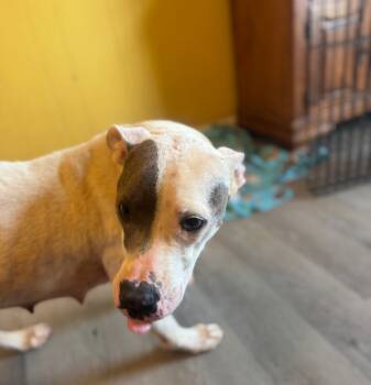 Rescue Pit Bull Terrier and Mixed Breed Dogs for Adoption in Thomasville, Alabama - Patches | PetCurious