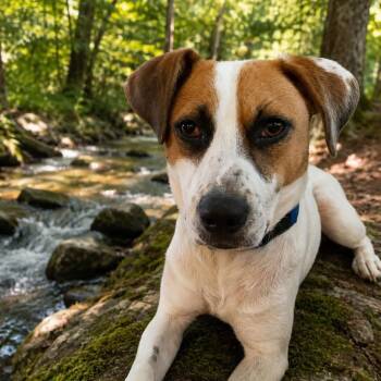 Ruckus -  Harrier and Beagle Dog for Adoption in High Point, North Carolina - Ruckus | PetCurious