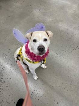 Mixed Breed Dogs Available for Adoption in Chamblee, Georgia - Zenith | PetCurious