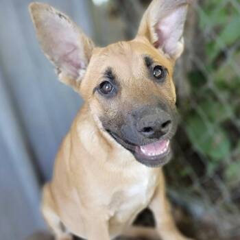 Nina -  Shepherd and Mixed Breed Dog for Adoption in Tulsa, Oklahoma - Nina | PetCurious