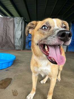 Spot -  Mixed Breed Dog for Adoption in Scott, Louisiana - Spot | PetCurious