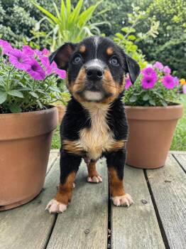 Australian Cattle Dog Blue Heeler Dogs Available for Adoption in Mckinney, Texas - Kennedy | PetCurious
