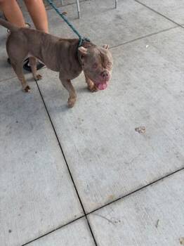 Nova Perry -  Mixed Breed Dog for Adoption in Atlanta, Georgia - Nova Perry | PetCurious