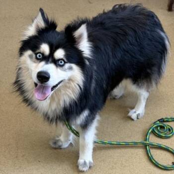DIOR -  Pomeranian and Siberian Husky Dog for Adoption in Derwood, Maryland - DIOR | PetCurious