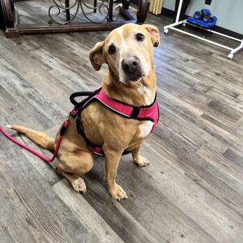 Carolina Dog Dogs Available for Adoption - Honey  | PetCurious