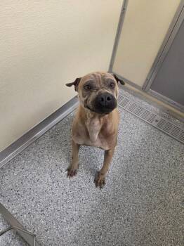 Terrier Dogs Available for Adoption in Athens, Tennessee - Marvin | PetCurious