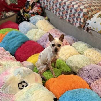 Chihuahua Dogs Available for Adoption in Lutz, Florida - Addison | PetCurious