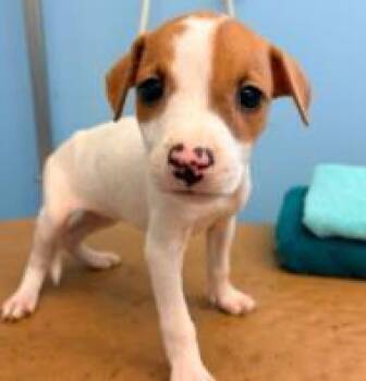 Filey -  Mixed Breed Dog for Adoption in West Chester, Pennsylvania - Filey | PetCurious